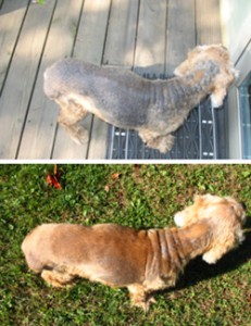 penny before and after theracoat