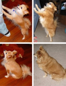 penny the pom